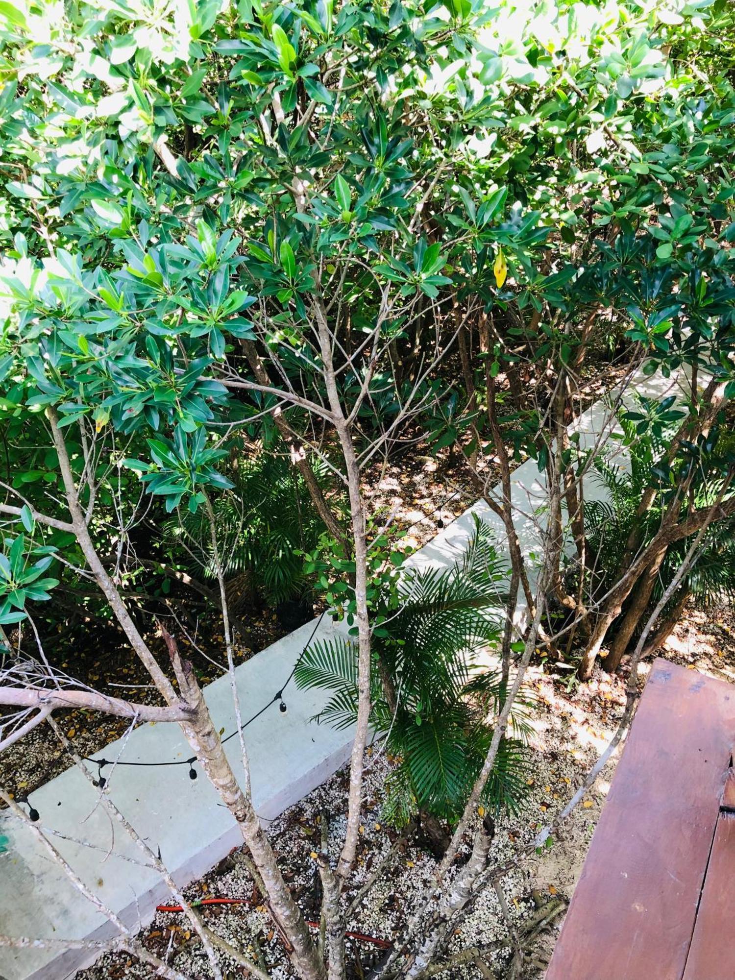 Cabanas Tulum - Aldea Mangle & Cenote Ngoại thất bức ảnh
